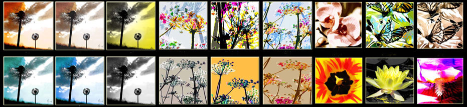 crédences_pissenlits_ombelles_fleurs