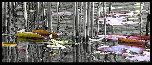 détail crédence étang