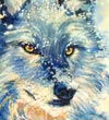 aquarelle_loup-neige