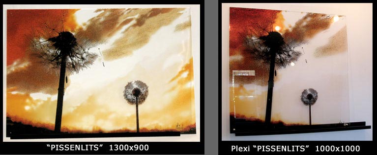 plexis_décors-pissenlits