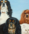 cavaliers_king_charles