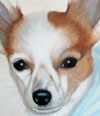 portrait_chanel_chihuahua
