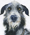 deerhound_levrier
