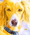 portrait_levrier_saluki