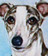 whippet_upside